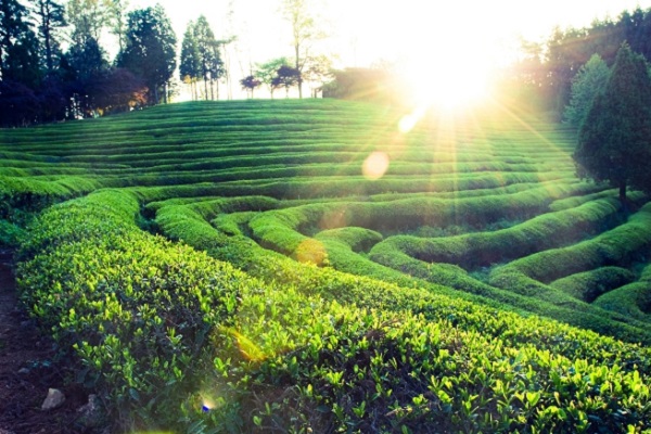 cánh đồng trà xanh Boseong xinh đẹp